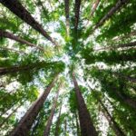 low angle photography of green trees