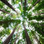 low angle photography of green trees