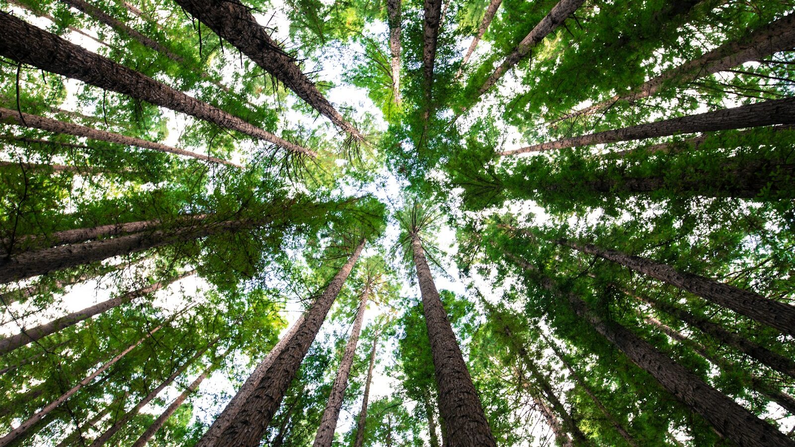 low angle photography of green trees