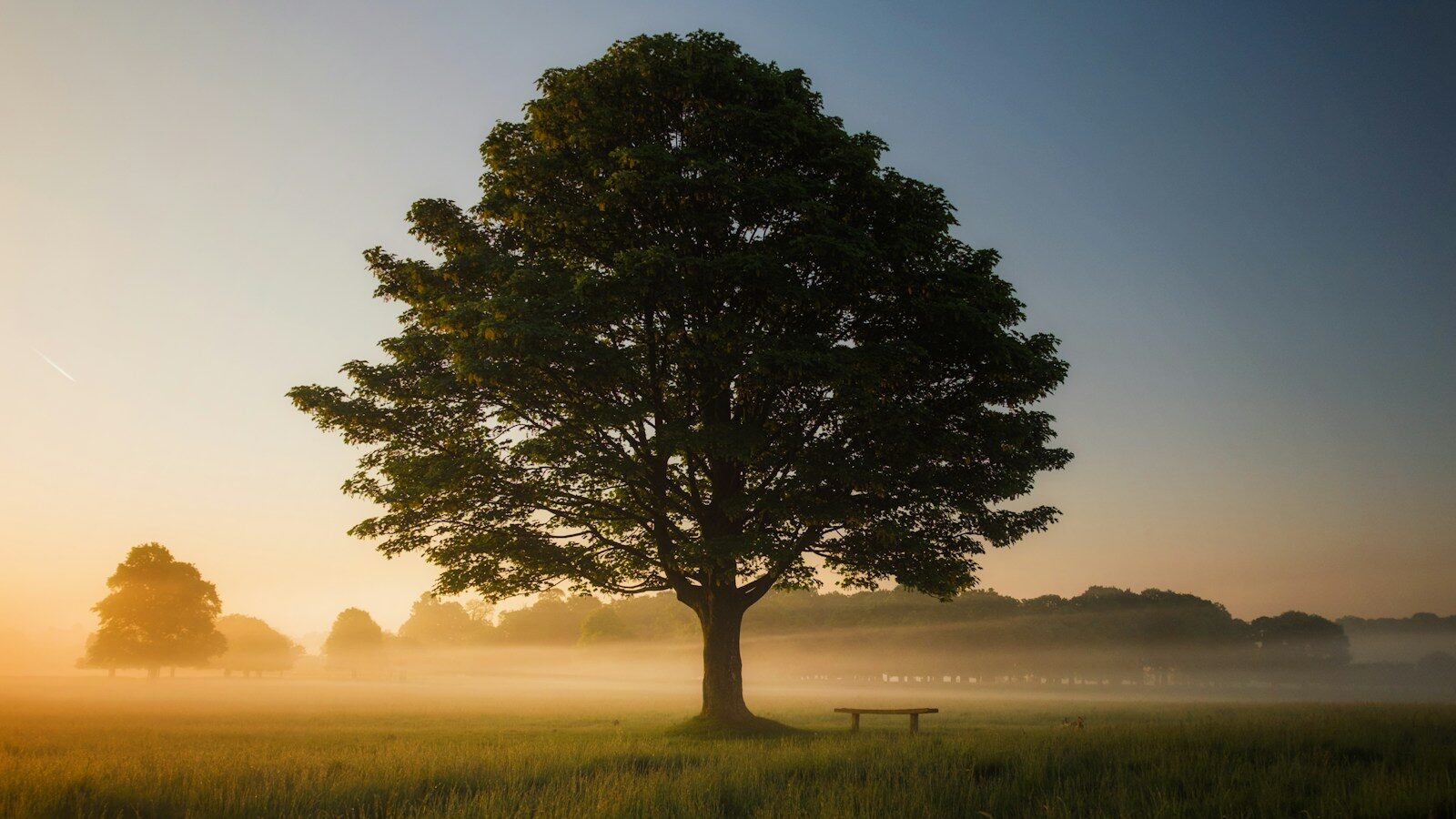 green leafed tree surrounded by fog during daytime