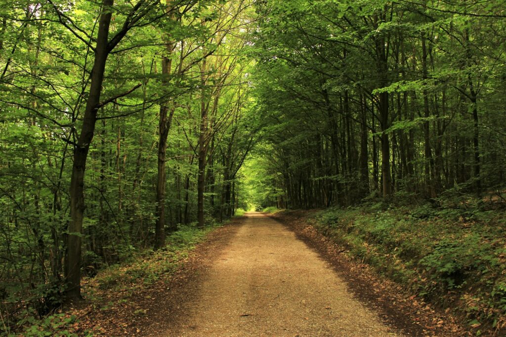 pathway between green trees during daytime