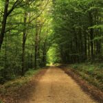 pathway between green trees during daytime