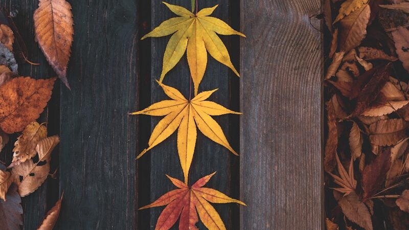 green and brown leaves on black textile