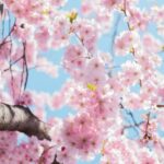 low angle photo of cherry blossoms tree